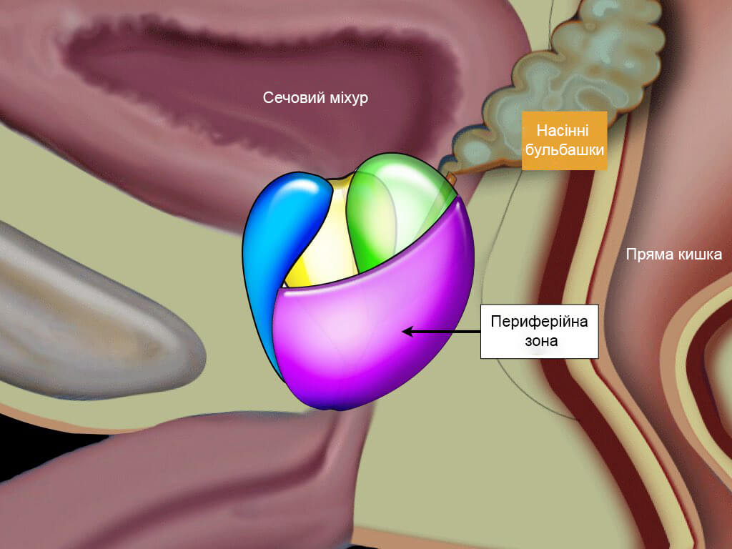 Простата расположена. Зональная анатомия предстательной железы. Переходная зона простаты. Предстательная железа анатомия зоны.